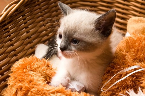 Adorable small kitten in wicker basket, lodz, poland