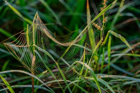 A detailed spider's web between blades of grass with dew, Danube, Bogen, Lower Bavaria
