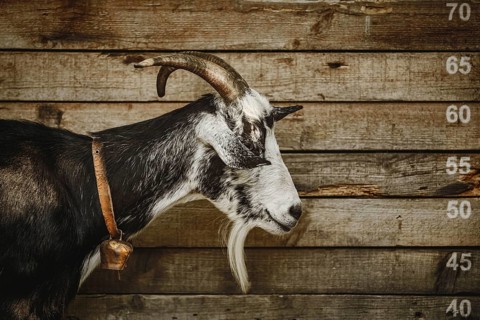 Portrait of the criminal goat with horns Devnja, Bulgaria, Europe