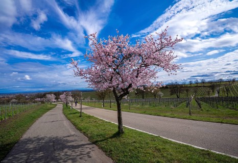 Almond blossom (Prunus dulcis), Maikammer, Rhineland-Palatinate, Germany, Europe