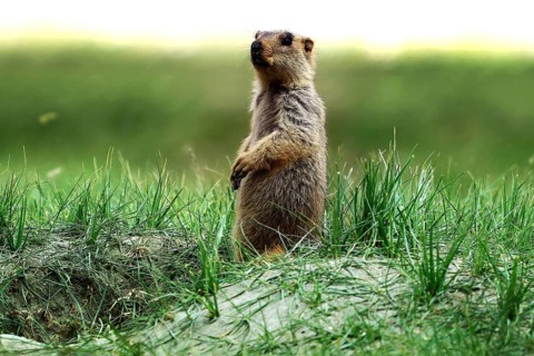 Himalayan marmot, Ladakh, Jammu and Kashmir, India, Asia