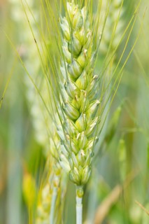 Fields with ripe rye