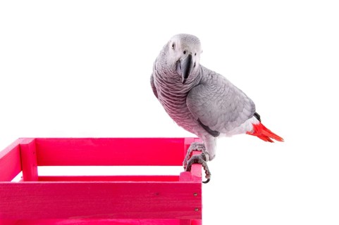 Grey red tail parrot on pink wooden crate