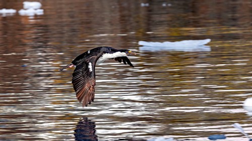 A cormorant flies just above the water, surrounded by floating pieces of ice, blue-eyed cormorant