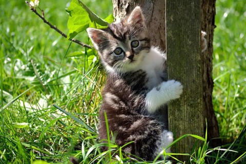 Portrait of a kitten in the wild
