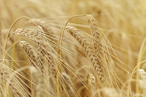 Ripe Eears Of Rye In The Field