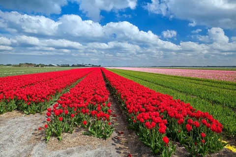 Red tulip fields in spring, Alkmaar, North Holland