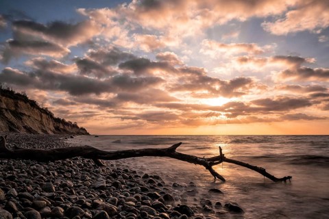 Driftwood on the coast of the Baltic Sea near Nienhagen