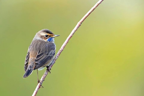 Bluethroat (Luscinia svecica), (Luscinia svecicus), Rhineland-Palatinate, Germany, Europe