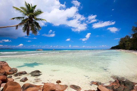 La Digue, Palm tree beach, Seychelles, Indian Ocean, Palm trees, La Digue, Indian Ocean,