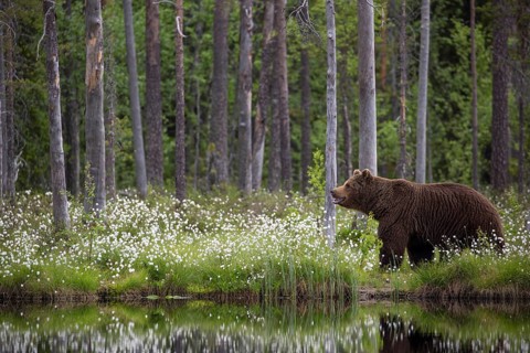 European brown bear (Ursus arctos), Europe, Scandinavia, Finland, Finland, Europe