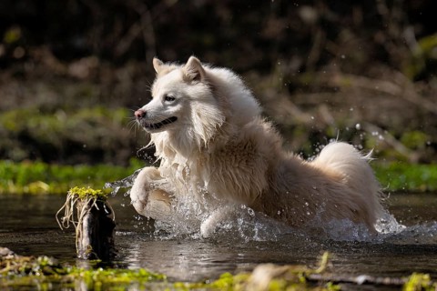 My water-loving Icelandic dog in his element