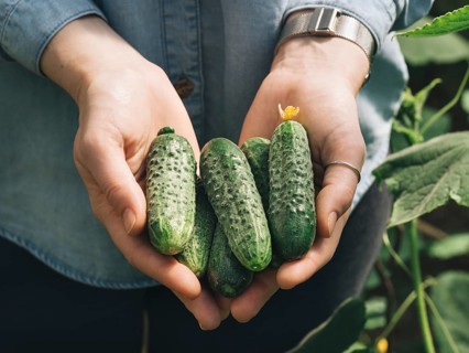 Fresh cucumbers in female hands. Unrecognizable young hipster woman in denim shirt hold organic
