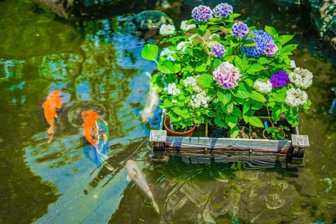 Hydrangea and carp. Shooting Location: Kamakura City, Kanagawa Prefecture