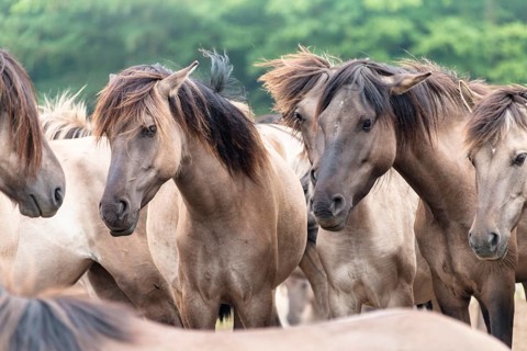 The Dülmen horses live wild near Dülmen, in the Merfelder Bruch nature reserve in North