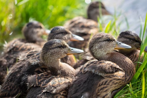Group of greylag geese in close-up