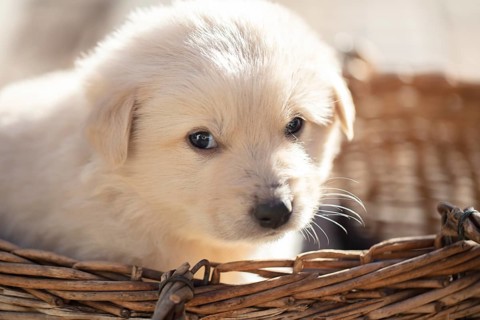 Cute fluffy little white dog in a wicker basket