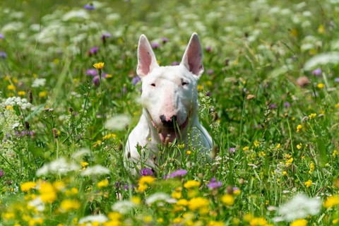 Portrait photo of white bull terrier outdoors on a sunny day, young purebreed bull terrier