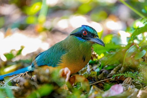 Close-up of a Whooping motmot perched on a tree branch, blurred green leaves in background,