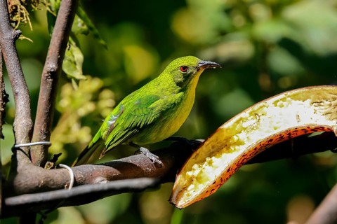 Close-up of a female Green honeycreeper, perched on branch near a banana in sunlight, Folha Seca,