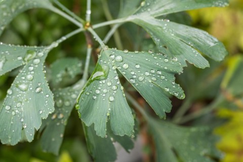 Maidenhair tree (Ginkgo biloba), Cambridge Botanical Garden, Germany, Europe