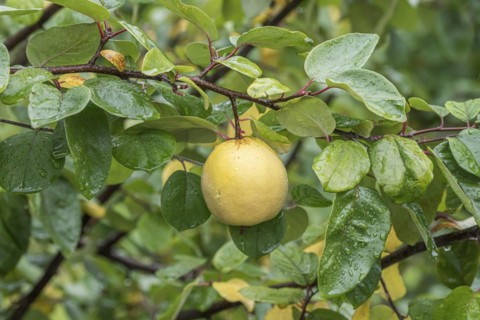 Quince (Cydonia oblonga 'Ludovic'), Cambridge Botanical Garden, Germany, Europe