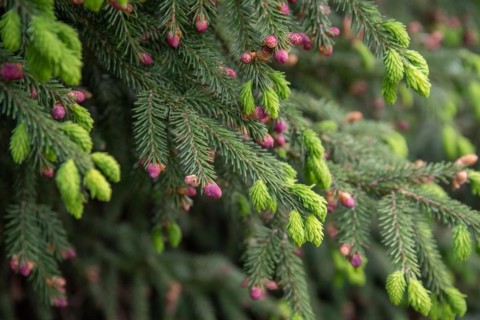 Oriental spruce (Picea orientalis), Pruhonice Dendrological Garden, Czech Republic, Europe