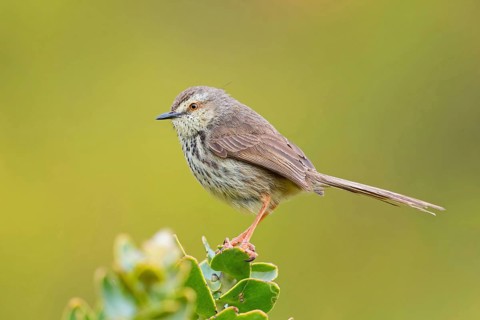 Spotted Prinia, (Prinia maculosa), Karoo Prinia, Prinia du Karoo, Prinia del Karoo, Harold Porter
