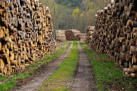 Wood storage yard, logging, woodcutting, forestry, wood pile, woodcutting, wood pile, woodyard