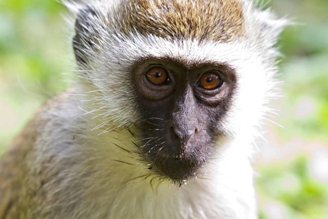Portrait of a vervet monkey, Amboseli National Park, Kenya, Africa Kenya, Africa