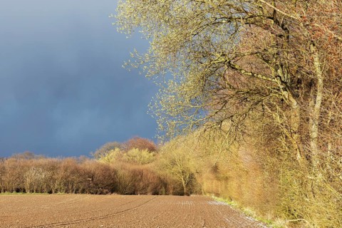 Spring landscape with a forest edge with flowering willows, a field with bare soil and a dark,