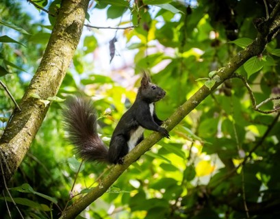 Squirrel