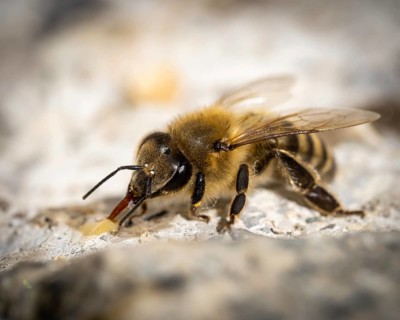 Bee