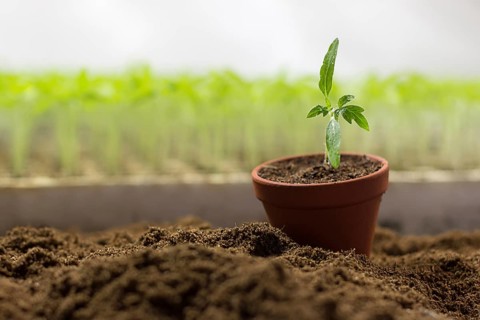 Tomato seedlings in a pot Organic gardening