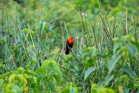 Colorful Scarlet-headed blackbird perched on a reeds stalk against green background, Pantanal