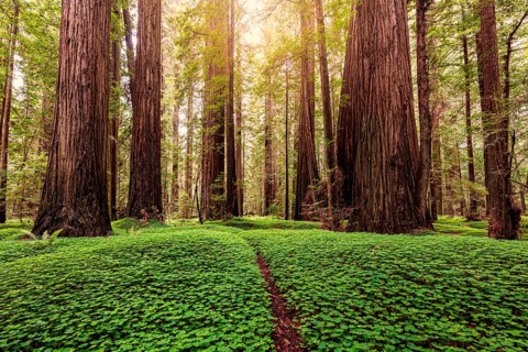 Sunrise in a redwood forest in northern California