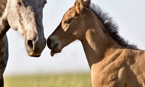 Colt newborn in field Sasktchewan Canada Mother Love