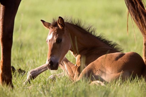 Colt newborn in field Sasktchewan Canada Mother Love