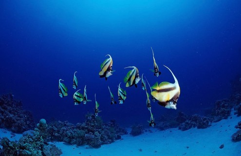 Shoal of bannerfish, Heniochus intermedius, Egypt, Sha'ab Marksur, Red Sea, Africa