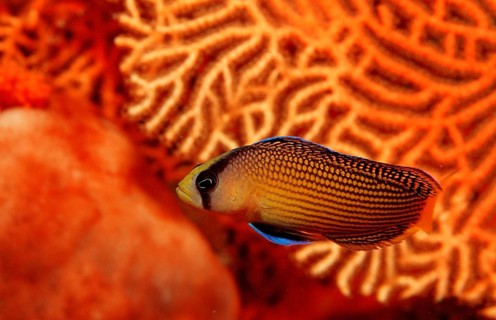 Magnificent dwarf perch, Pseudochromis splendens, Indonesia, Raja Ampat, Irian Jaya, West Papua,