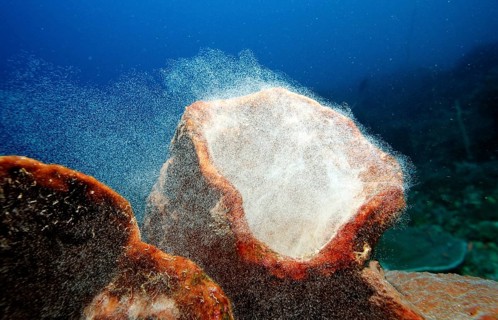 Sponge laying eggs, Komodo National Park, Indian Ocean, Indonesia, Asia