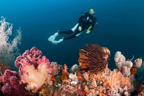 Divers and colourful coral reef, Triton Bay, West Papua, Indonesia, Asia