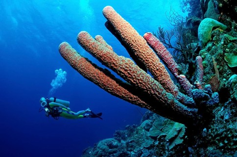 Diver and tube sponge, Aplysina archeri, Netherlands Antilles, Caribbean, Curacao, South America