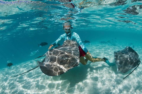 Snorkelling with Pink Whipray in Lagoon, Pateobatis fai, Moorea, French Polynesia | Snorkeling with