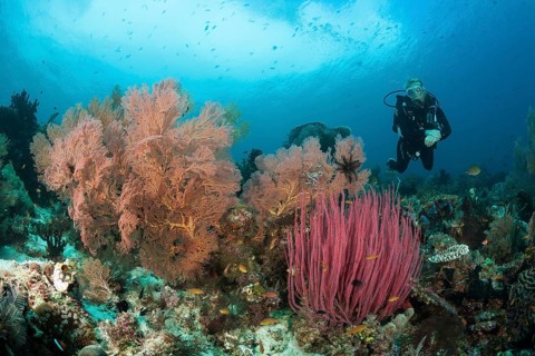 Scuba Diving over Coral Reef, Raja Ampat, West Papua, Indonesia | Scuba Diving over Coral Reef,