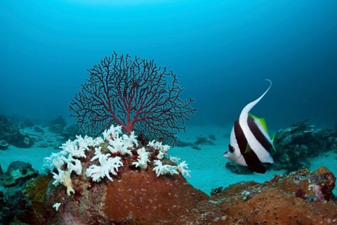 Bleached corals, Cenderawasih Bay, West Papua, Indonesia, Asia