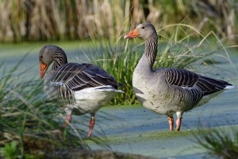 Greylag goose in spring during courtship and territory defence, Greylag goose in the morning sun in