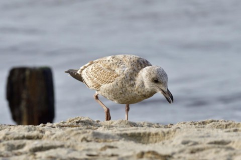 Juvenile herring gull foraging. portrait from a European herring gull
