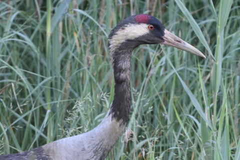 Common Crane family in a meadow