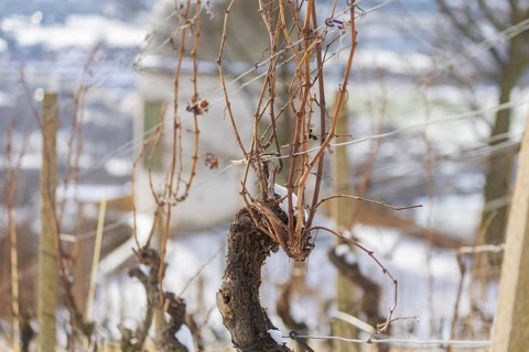 Snow-covered vines in the Radebeul vineyards, here the state vineyard Schloss Wackerbarth,